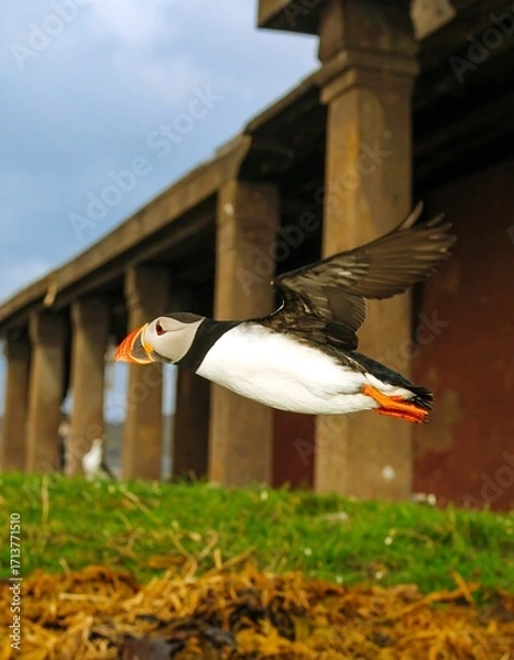 Fototapeta Puffin in flight near a pier