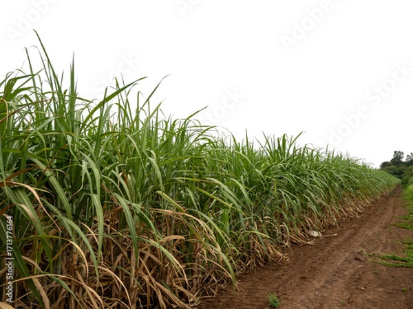 Fototapeta Sugarcane on transparent background with clipping path, suitable for print and web pages..
