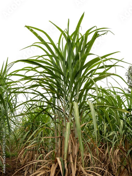 Fototapeta Sugarcane on transparent background with clipping path, suitable for print and web pages.