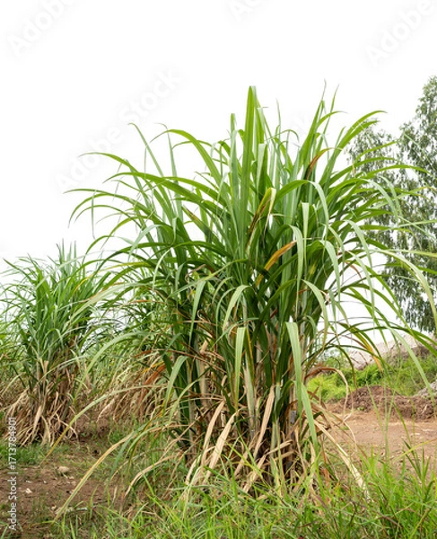 Fototapeta Sugarcane on transparent background with clipping path, suitable for print and web pages.