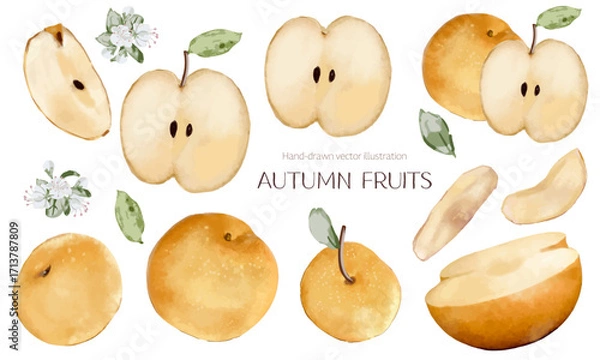 Fototapeta 水彩で描いた梨の素材セット