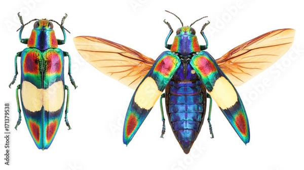 Obraz Chrysochroa ocellata Jewel beetle