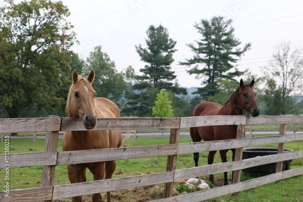 Obraz Looking for Trouble