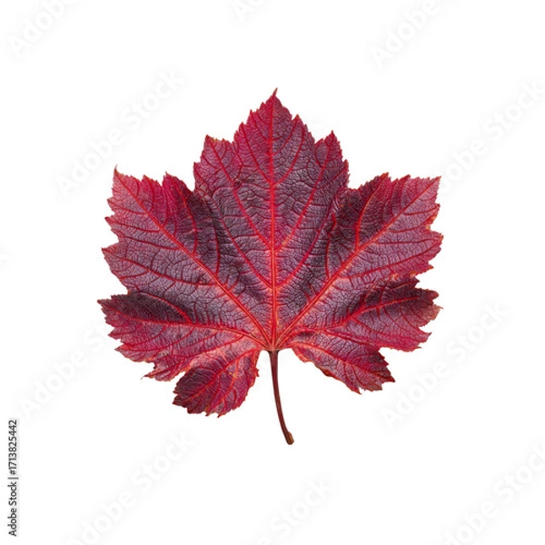 Fototapeta Single Crimson Autumn Leaf on Black Background