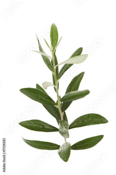 Obraz olive branch