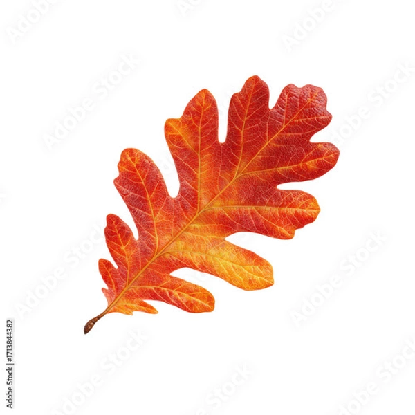 Fototapeta Vibrant Autumn Oak Leaf, Isolated on Black Background