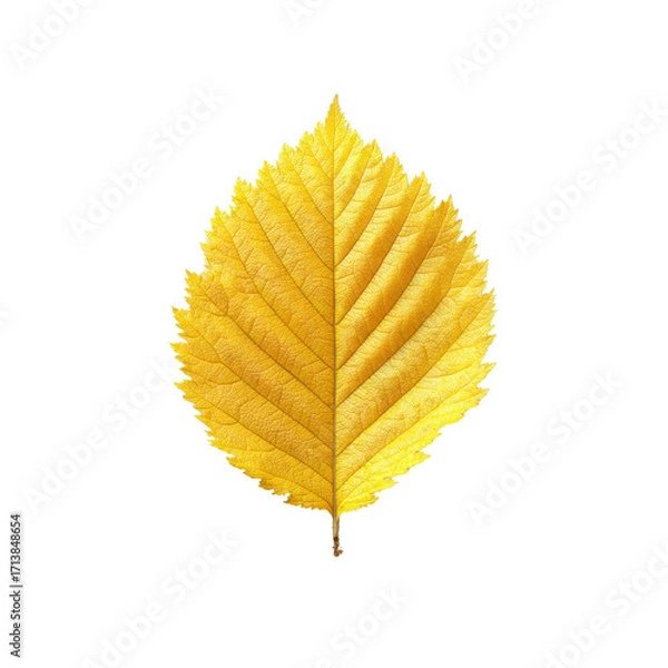 Fototapeta Vibrant Golden Autumn Leaf Isolated on Black Background