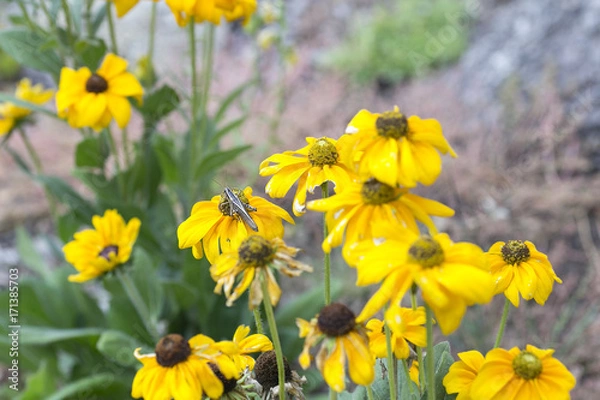 Obraz Grasshopper Snacking on Flowers