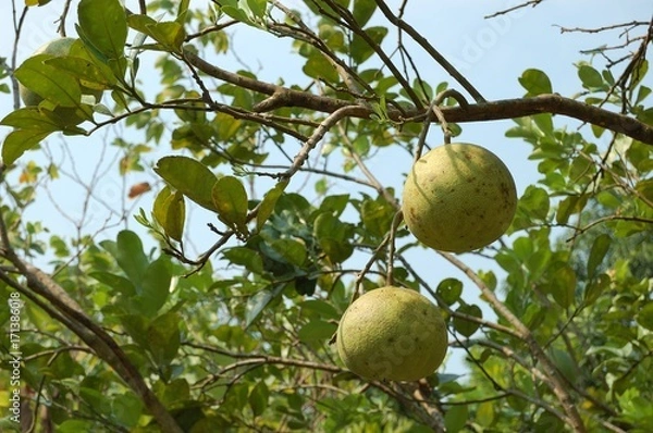 Obraz Fruit on tree