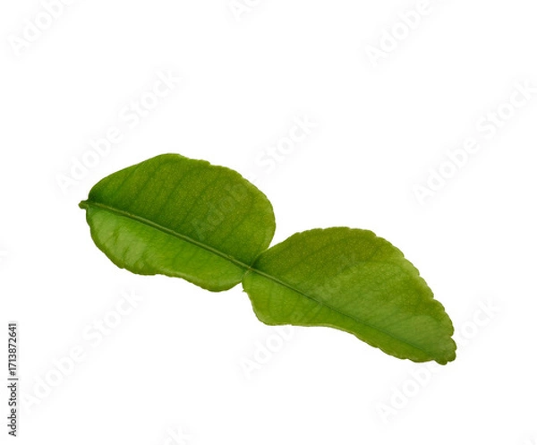 Obraz Young green kaffir lime leaves on transparen png.