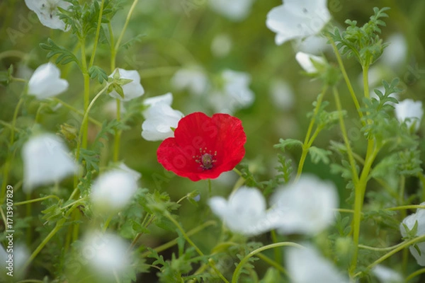 Fototapeta 静寂に灯る紅(ネモフィラ)