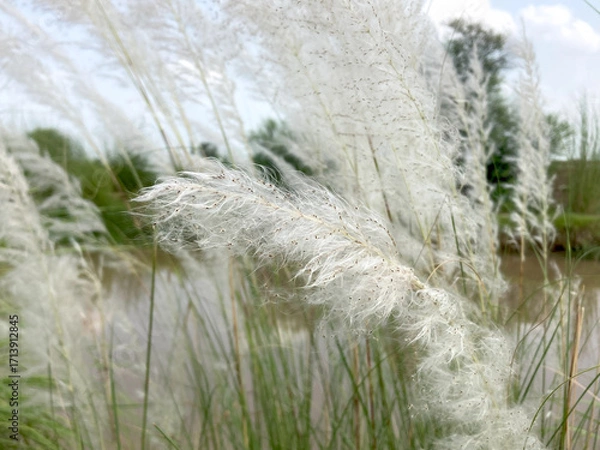 Fototapeta Silky Whispers Delicate white plumes of grass sway gently in the breeze, with a tranquil pond backdrop, capturing the subtle dance of nature's elegance.