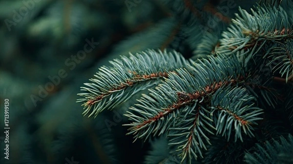 Fototapeta Closeup of evergreen tree branch with distinct needles and brown stems in focus against a blurred green background