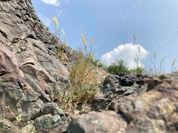 Fototapeta Rocky Ascent with Blades of Grass, close-up shot of a rocky hillside, with tufts of slender grass flourishing in the crevices, set against a vibrant blue sky.