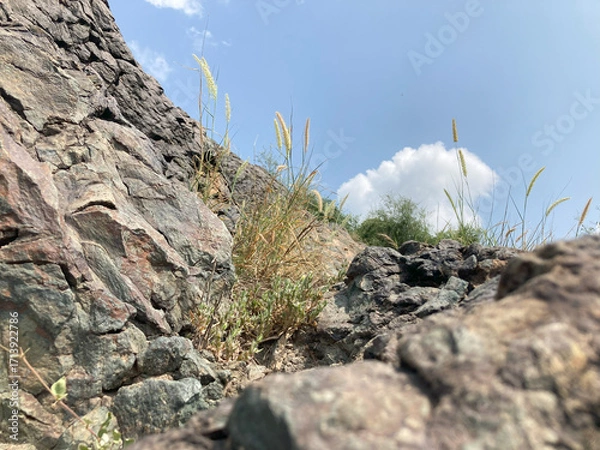 Fototapeta Rocky Ascent and Serene Sky, resilient plant thrives amidst rugged rock formations, reaching toward a vast, cloud-dotted sky, symbolizing nature's enduring beauty and strength. 