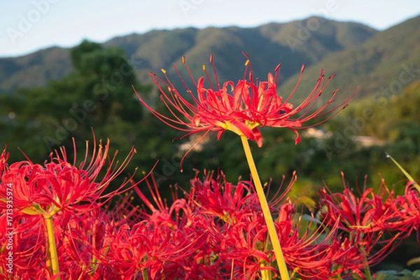 Obraz 養老山脈に立つ彼岸紅
