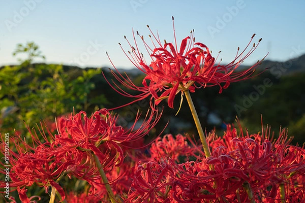 Obraz 彼岸花、山帰りのころ