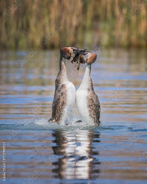 Obraz Svassi in amore