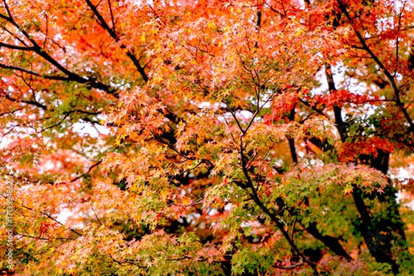 Fototapeta Scenery of the vibrant Japanese maple tree top in autumn season.