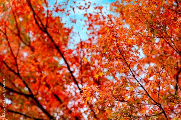 Fototapeta Closeup and scenery of the vibrant Japanese maple tree top in autumn season and blue sky background.