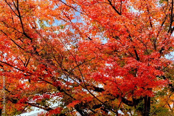 Fototapeta Closeup and scenery of the vibrant Japanese maple tree top in autumn season and blue sky background.