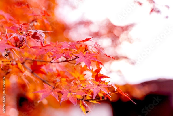 Fototapeta Closeup and crop the vibrant red and orange foliage of a Japanese maple tree in autumn season on bright sky background.
