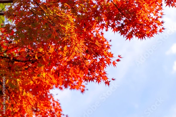 Fototapeta Closeup and crop the vibrant red and orange foliage of a Japanese maple tree in autumn season on bright sky background.