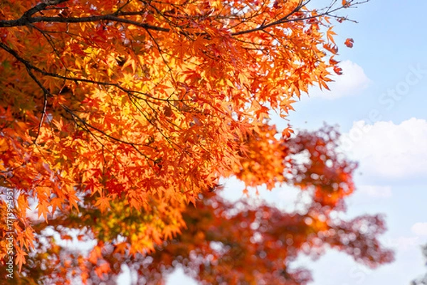 Fototapeta Closeup and crop the vibrant red and orange foliage of a Japanese maple tree in autumn season on bright sky background.