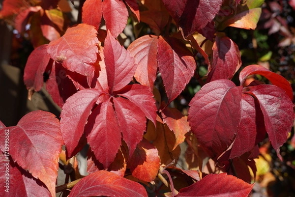 Fototapeta red autumn leaves seasonal nature background. autumnal foliage 