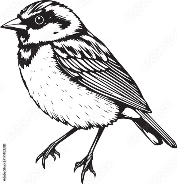 Fototapeta Bird Sparrow. Hand drawn vector illustration