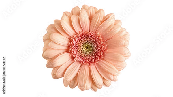 Fototapeta Peach Gerbera Daisy Flower with Glitter Texture on Black Background