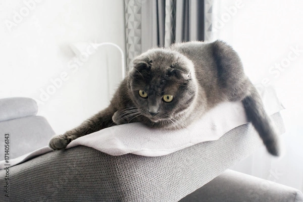 Obraz cat lying on sofa