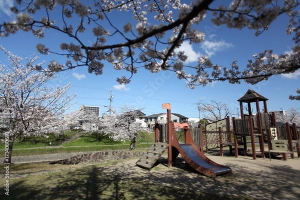 Obraz 川沿いの公園の桜　