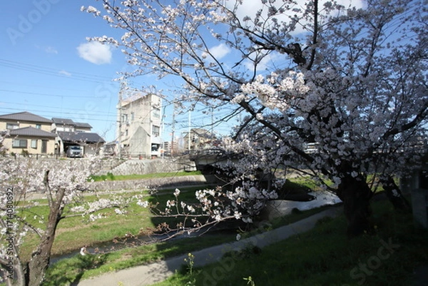 Obraz 川沿いの桜