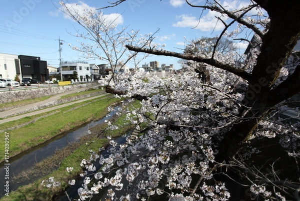 Fototapeta 川沿いの桜
