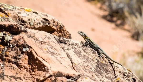Obraz Lizard on a rock face