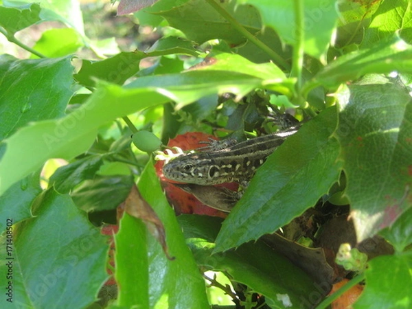 Fototapeta В тени кустарника