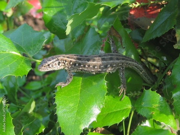 Fototapeta ящерица греется на солнце