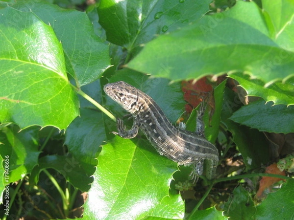 Fototapeta Ящерица в кустах
