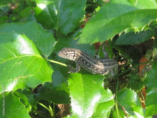 Fototapeta Серая ящерица