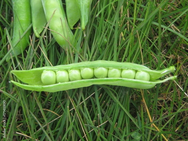 Fototapeta зеленый горошек