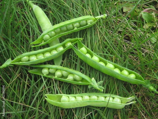 Fototapeta Стручки зеленого горошка