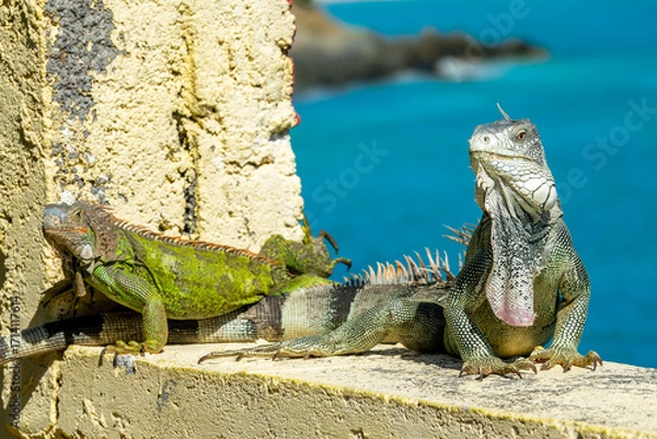 Fototapeta Close up of two Green Iguanas on a wall in Sint Maarten island (Saint Martin), West Indies. Caribbean wildlife