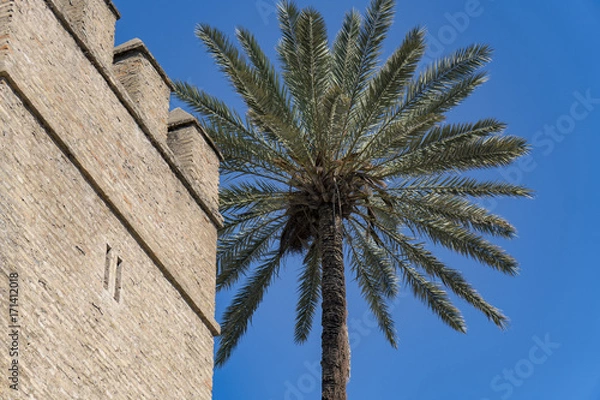 Fototapeta Palm tree & Castle wall