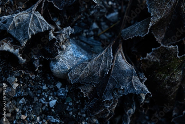 Fototapeta vista macro di foglie di piante ghiacciate ed appassite, in inverno