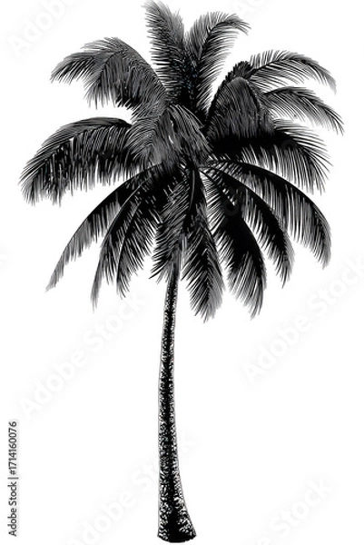 Fototapeta Silhouette Palm Tree