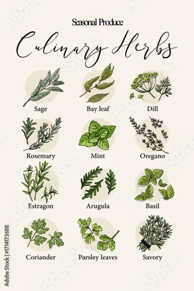 Fototapeta Vector poster with colorful hand drawn illustrations of culinary herbs: sage, bay leaf, dill, rosemary, mint, oregano, estragon, arugula, basil, coriander, parsley, and savory. Botanical artwork perfe