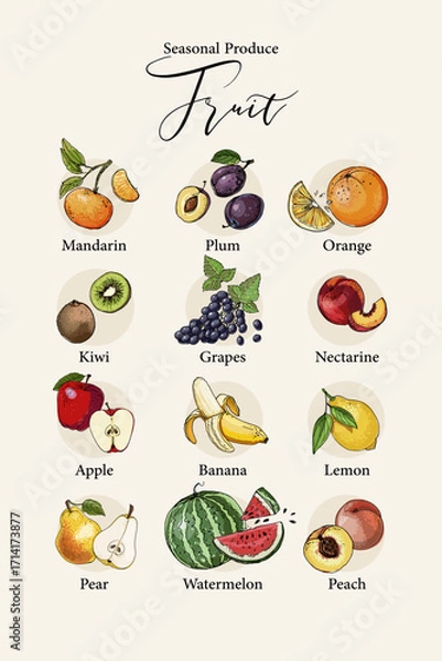 Fototapeta Vector poster with colorful hand drawn illustrations of seasonal fruits: mandarin, plum, orange, kiwi, grapes, nectarine, apple, banana, lemon, pear, watermelon, and peach.