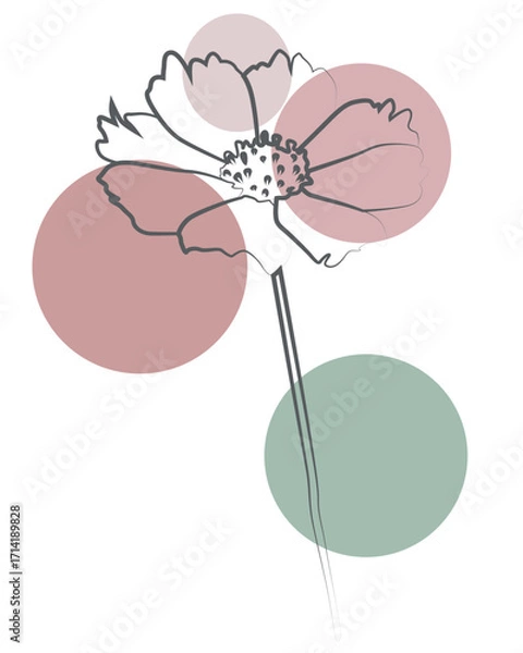 Fototapeta Minimalist line art flower with soft pastel circles, modern botanical abstract illustration