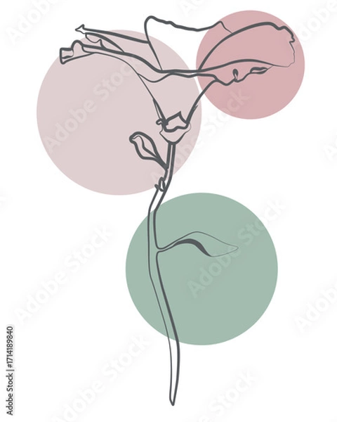 Fototapeta Elegant line art flower with pastel shapes, minimal botanical design for modern decor